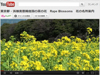 東京都・浜離宮恩賜庭園の菜の花（youtube）